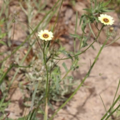 Tolpis barbata at ARA300: Eastern Bush Dam - 27 Nov 2023