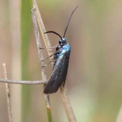 Pollanisus (genus) (A Forester Moth) at Aranda Bushland - 27 Nov 2023 by ConBoekel
