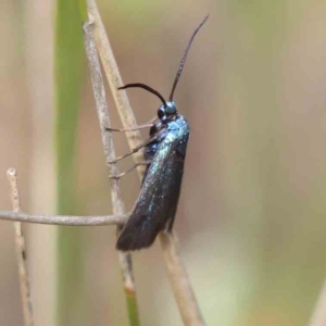 Pollanisus (genus) at Aranda Bushland - 27 Nov 2023