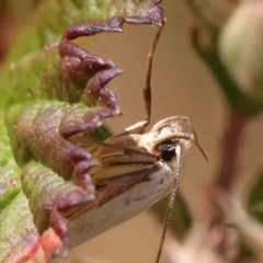 Philobota productella (Pasture Tunnel Moth) at Yarralumla, ACT - 26 Nov 2023 by ConBoekel