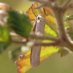 Philobota productella at Aranda Bushland - 27 Nov 2023