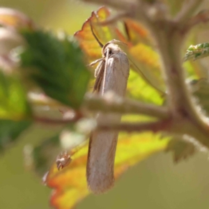 Philobota productella at Aranda Bushland - 27 Nov 2023 10:42 AM