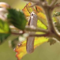 Philobota productella at Aranda Bushland - 27 Nov 2023