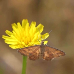 Scopula rubraria (Reddish Wave, Plantain Moth) at Aranda, ACT - 26 Nov 2023 by ConBoekel