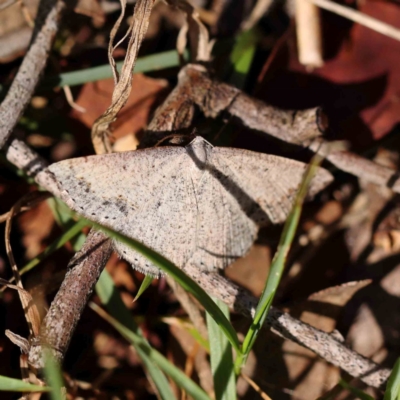 Taxeotis intextata (Looper Moth, Grey Taxeotis) at Aranda Bushland - 27 Nov 2023 by ConBoekel