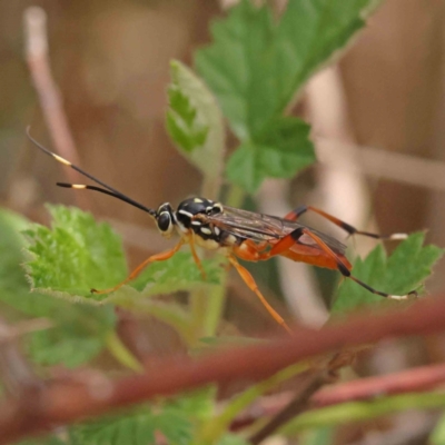Gotra sp. (genus) (Unidentified Gotra ichneumon wasp) at Yarralumla, ACT - 26 Nov 2023 by ConBoekel