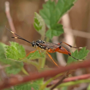 Gotra sp. (genus) at Aranda Bushland - 27 Nov 2023