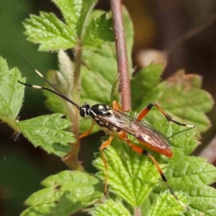 Gotra sp. (genus) at Aranda Bushland - 27 Nov 2023