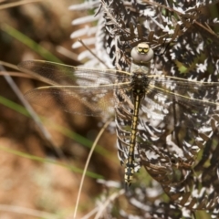 Anax papuensis (Australian Emperor) at Paddys River, ACT - 18 Jan 2024 by Pirom