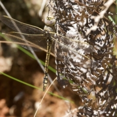 Anax papuensis at Tidbinbilla Nature Reserve - 19 Jan 2024