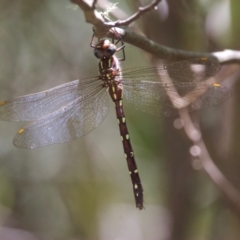Austroaeschna pulchra (Forest Darner) at Paddys River, ACT - 19 Jan 2024 by Pirom