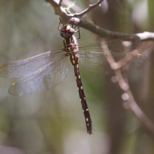 Austroaeschna pulchra at Tidbinbilla Nature Reserve - 19 Jan 2024