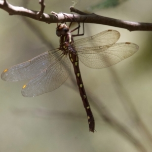 Austroaeschna pulchra at Tidbinbilla Nature Reserve - 19 Jan 2024