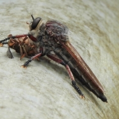 Neoaratus hercules (Herculean Robber Fly) at Wollondilly Local Government Area - 10 Jan 2024 by GlossyGal