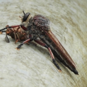 Neoaratus hercules at Wollondilly Local Government Area - 10 Jan 2024