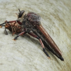 Unidentified Robber fly (Asilidae) at Thirlmere, NSW - 10 Jan 2024 by GlossyGal