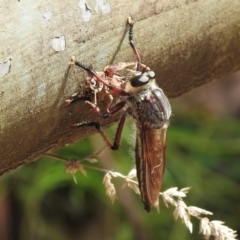 Neoaratus hercules at Wollondilly Local Government Area - 10 Jan 2024