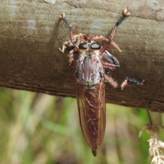 Neoaratus hercules at Wollondilly Local Government Area - 10 Jan 2024