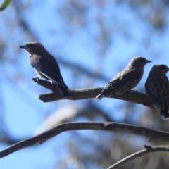 Artamus cyanopterus cyanopterus (Dusky Woodswallow) at Kambah, ACT - 19 Jan 2024 by HelenCross