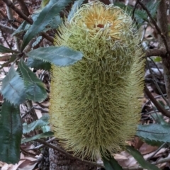 Banksia serrata (Saw Banksia) at Woollamia, NSW - 19 Jan 2024 by AniseStar