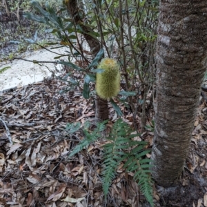 Banksia serrata at Woollamia, NSW - 19 Jan 2024