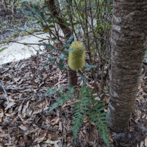 Banksia serrata at Woollamia, NSW - 19 Jan 2024 07:39 PM