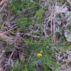 Dillwynia glaberrima (Smooth Parrot-pea) at Woollamia, NSW - 20 Jan 2024 by AniseStar