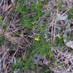 Dillwynia glaberrima at Woollamia, NSW - 20 Jan 2024