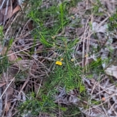 Dillwynia glaberrima at Woollamia, NSW - 20 Jan 2024 02:49 PM