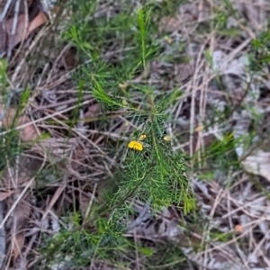 Dillwynia glaberrima at Woollamia, NSW - 20 Jan 2024