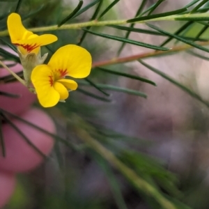 Dillwynia glaberrima at Woollamia, NSW - 20 Jan 2024