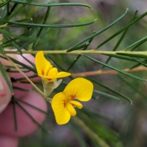 Dillwynia glaberrima at Woollamia, NSW - 20 Jan 2024