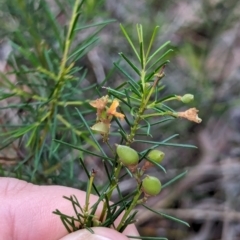 Dillwynia glaberrima at Woollamia, NSW - 20 Jan 2024