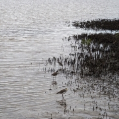 Vanellus miles at Jervis Bay Marine Park - 19 Jan 2024 07:33 PM