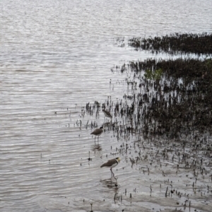 Vanellus miles at Jervis Bay Marine Park - 19 Jan 2024 07:33 PM