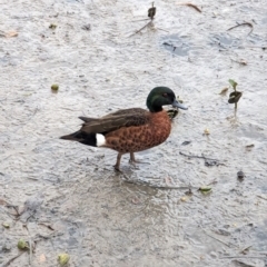 Anas castanea (Chestnut Teal) at Woollamia, NSW - 19 Jan 2024 by AniseStar