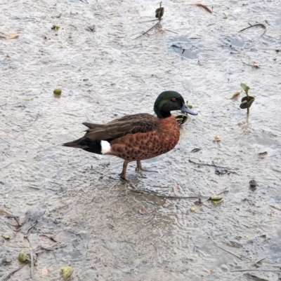 Anas castanea (Chestnut Teal) at Woollamia, NSW - 19 Jan 2024 by AniseStar