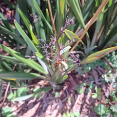Dianella tasmanica (Tasman Flax Lily) at ANBG - 19 Jan 2024 by abread111