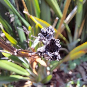 Dianella tasmanica at ANBG - 19 Jan 2024