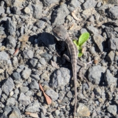 Amphibolurus muricatus (Jacky Lizard) at Booderee National Park1 - 19 Jan 2024 by AniseStar