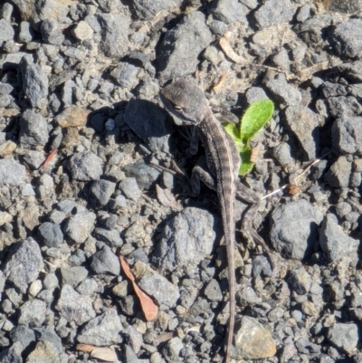 Amphibolurus muricatus (Jacky Lizard) at Jervis Bay, JBT - 18 Jan 2024 by AniseStar