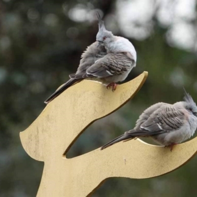 Ocyphaps lophotes (Crested Pigeon) at Watson Green Space - 19 Jan 2024 by AniseStar