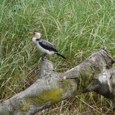 Microcarbo melanoleucos (Little Pied Cormorant) at Watson, ACT - 19 Jan 2024 by AniseStar