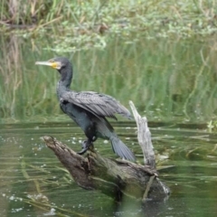 Phalacrocorax carbo (Great Cormorant) at Watson, ACT - 19 Jan 2024 by AniseStar