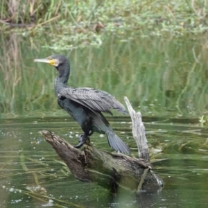 Phalacrocorax carbo at BIL100: Billabong Pond, Watson - 19 Jan 2024 10:34 PM