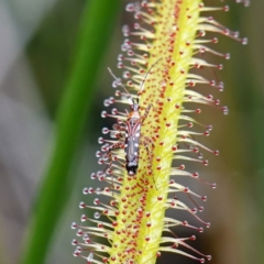 Reduviidae (family) at Booderee National Park - 17 Jan 2024 by RobG1