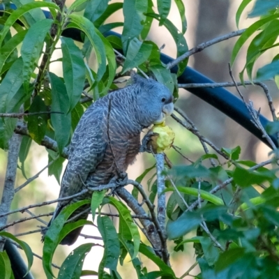 Callocephalon fimbriatum (Gang-gang Cockatoo) at Penrose - 19 Jan 2024 by Aussiegall