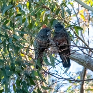 Callocephalon fimbriatum at Wingecarribee Local Government Area - 18 Jan 2024