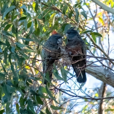 Callocephalon fimbriatum (Gang-gang Cockatoo) at Wingecarribee Local Government Area - 18 Jan 2024 by Aussiegall