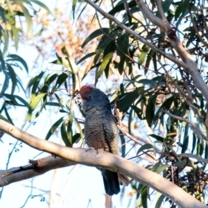 Callocephalon fimbriatum at Wingecarribee Local Government Area - 18 Jan 2024